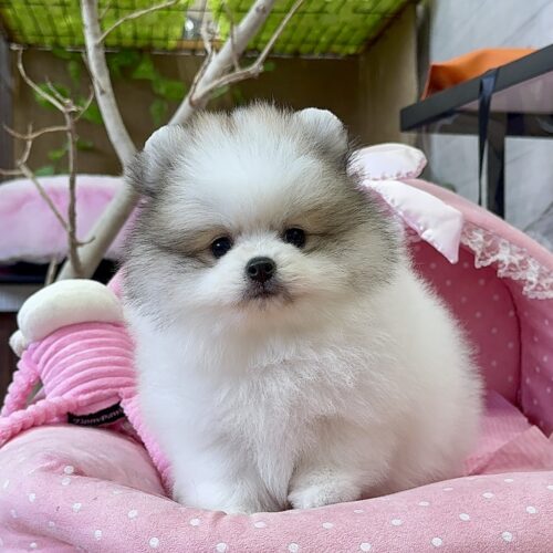 ポメラニアン　みちる・１君