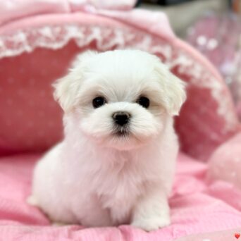 マルチーズ　ゆき・１ちゃんサムネイル