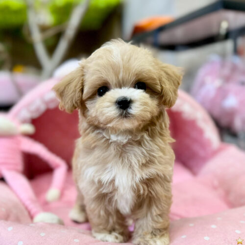 マルプー　まう・１君
