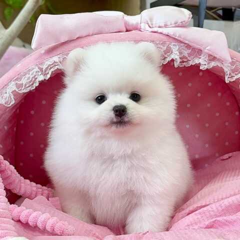 ポメラニアン　みちる・２ちゃんサムネイル