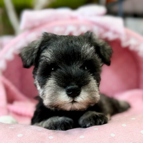 ミニチュアシュナウザー　ライカ・１ちゃんサムネイル