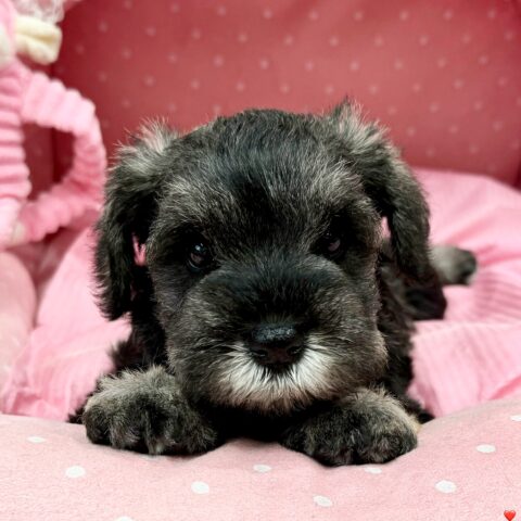 ミニチュアシュナウザー　さくら・１ちゃんサムネイル