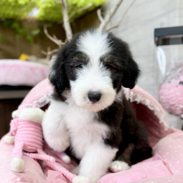 ビアデッドコリー クイーン・4君 | 【公式】子犬のブリーダー
