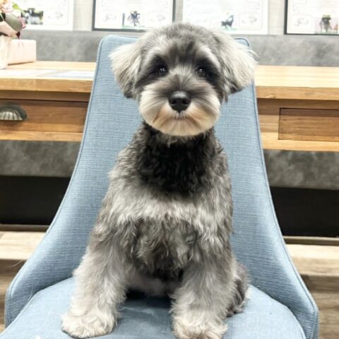 ミニチュアシュナウザー　美里・１ちゃんサムネイル