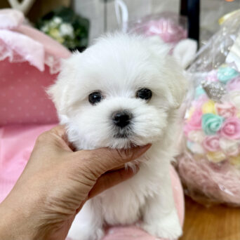 マルチーズ　うれい・１ちゃんサムネイル