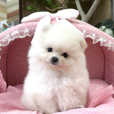 ポメラニアン　ぷっちん・１ちゃんサムネイル