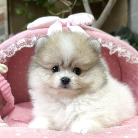 ポメラニアン　ぷっちん・２ちゃんサムネイル