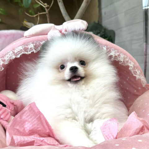ポメラニアン　マフィン・１君サムネイル