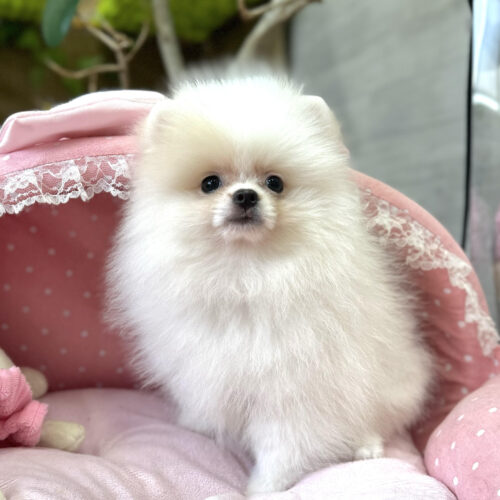 ポメラニアン　マフィン・２ちゃん