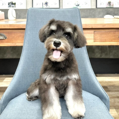 ミニチュアシュナウザー　えいか・１ちゃんサムネイル