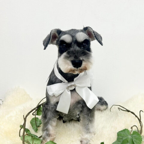 お母さん卒業犬　Jちゃんサムネイル