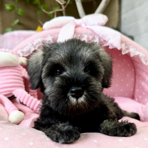 ミニチュアシュナウザー　シロップ・３ちゃんサムネイル