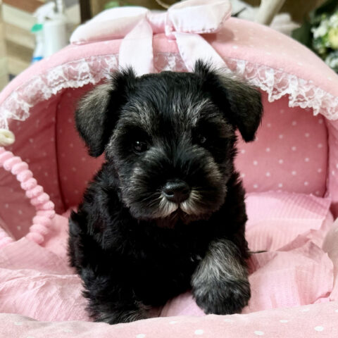 ミニチュアシュナウザー　さえか・２ちゃんサムネイル