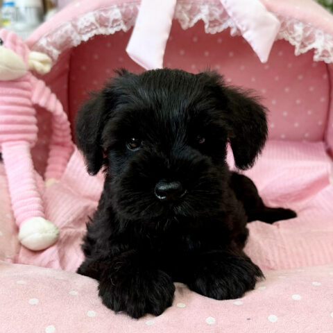 ミニチュアシュナウザー　さえか・６君サムネイル