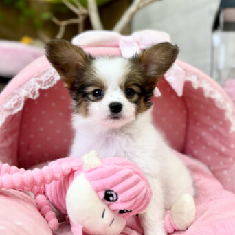 パピヨン　ヘデラ・１ちゃんサムネイル