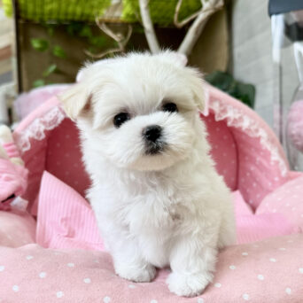 マルチーズ　うれい・２ちゃんサムネイル