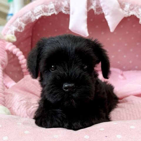 ミニチュアシュナウザー　さえか・４ちゃんサムネイル
