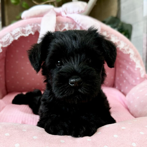 ミニチュアシュナウザー　じゅじゅ・２ちゃんサムネイル