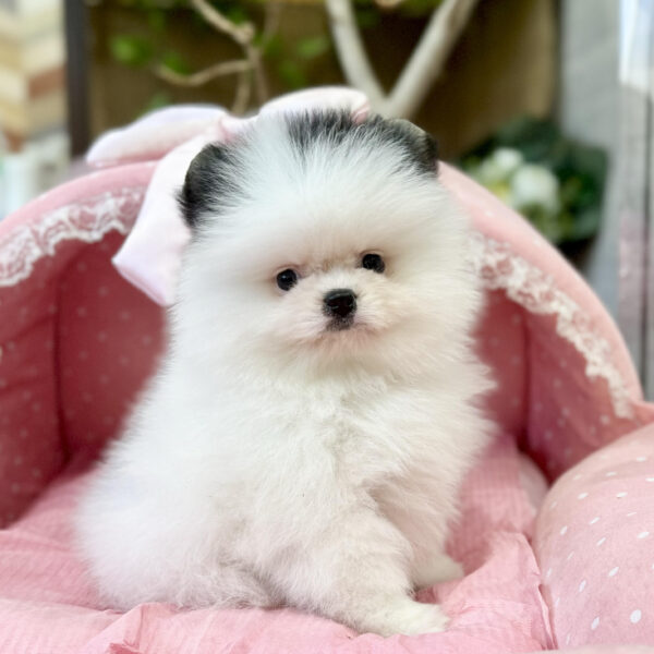 uF6-071419 可愛い子犬と女の子] 美術品・アンティーク