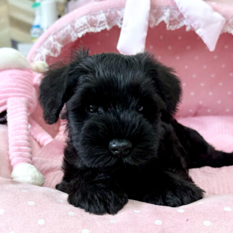 ミニチュアシュナウザー　さえか・３ちゃんサムネイル