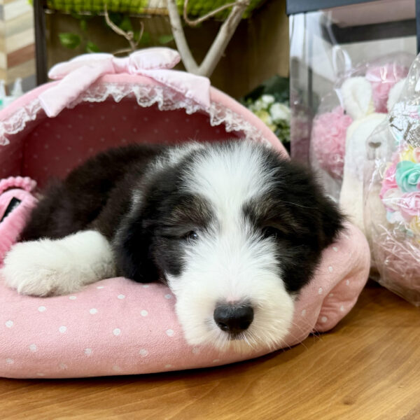 ビアデッドコリー クイーン・4君 | 【公式】子犬のブリーダー