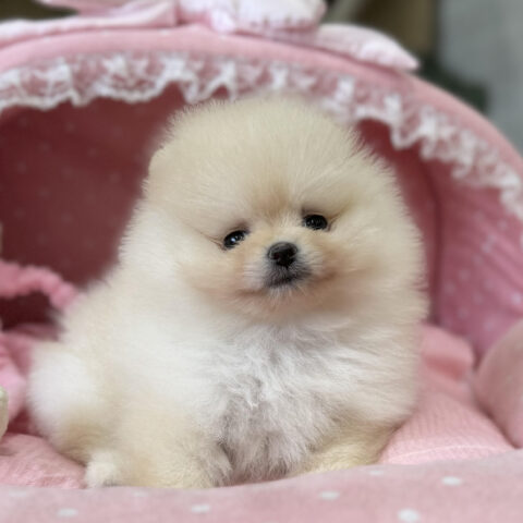 ポメラニアン　シャネル・１ちゃんサムネイル