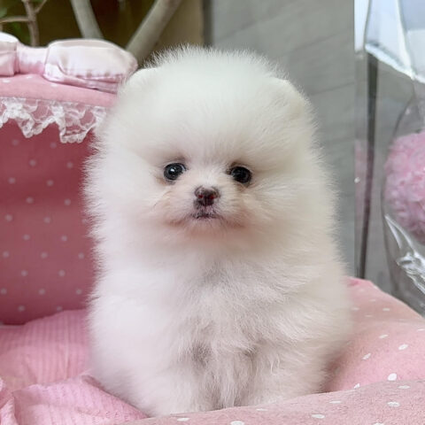 ポメラニアン　シャネル・２ちゃんサムネイル