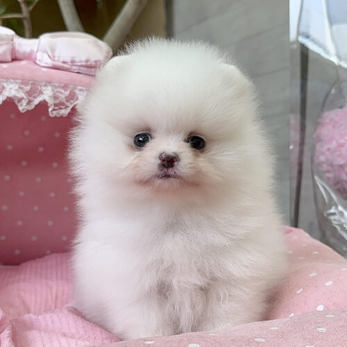 ポメラニアン　シャネル・２ちゃん