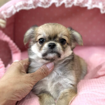 チワワ　緋色・２ちゃんサムネイル