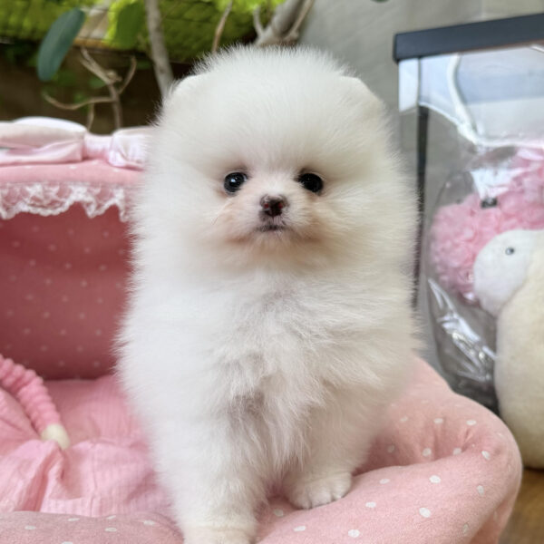店舗良い ポメラニアン シャネル・2ちゃん | 【公式】子犬のブリーダー 財布・ケース・小物入れ