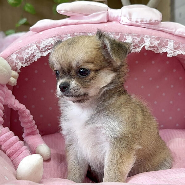 チワワ 緋色・2ちゃん | 【公式】子犬のブリーダー・ミニチュア