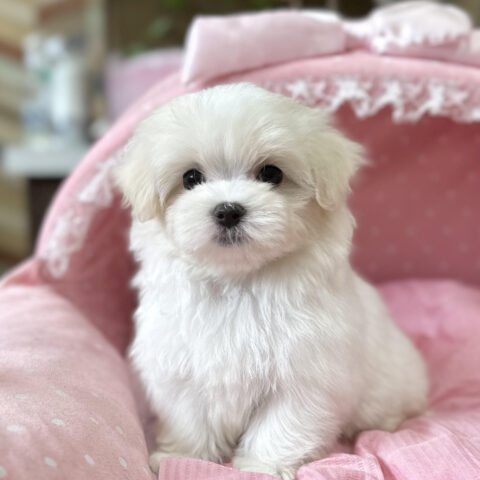 マルチーズ　うらん・１ちゃんサムネイル