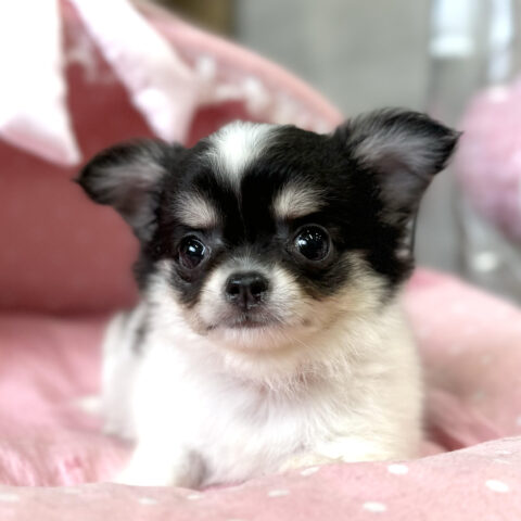 チワワ　おかき・２ちゃんサムネイル