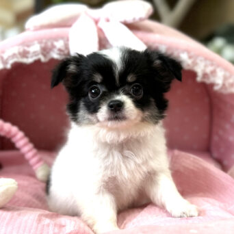 チワワ　おかき・３ちゃんサムネイル
