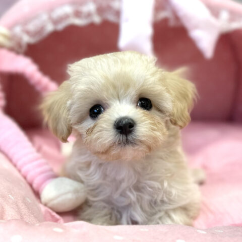 マルプー　あんず・２君サムネイル