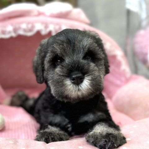 ミニチュアシュナウザー　ナウシカ・２ちゃんサムネイル