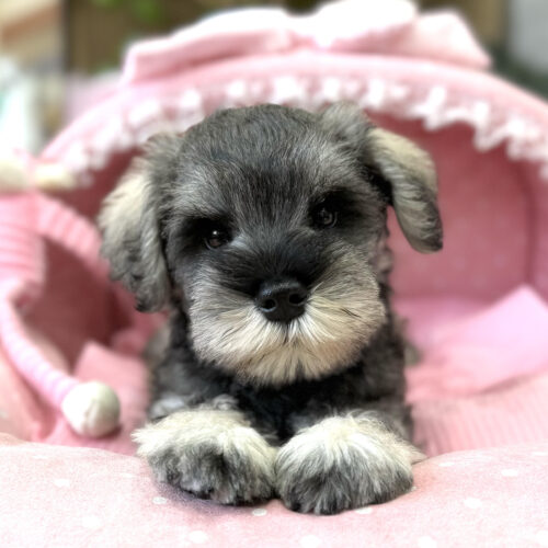 ミニチュアシュナウザー　華・１君