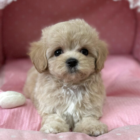 マルプー　あんず・１ちゃんサムネイル