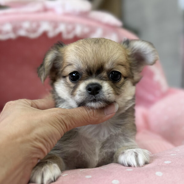チワワ 緋色・2ちゃん | 【公式】子犬のブリーダー・ミニチュア