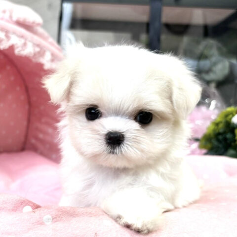 マルチーズ　らん・2ちゃんサムネイル