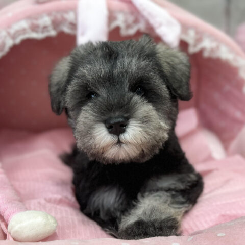 ミニチュアシュナウザー　こころん・１ちゃんサムネイル