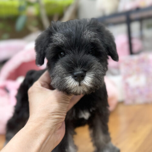 ミニチュアシュナウザー　こころん・３君