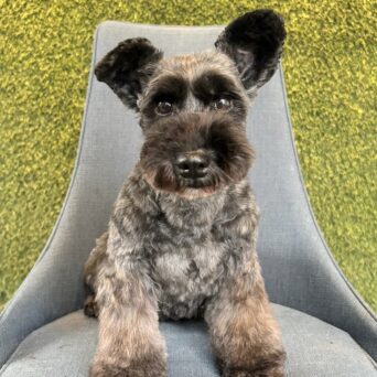お母さん卒業犬　Mちゃんサムネイル