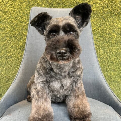 お母さん卒業犬　Mちゃんサムネイル