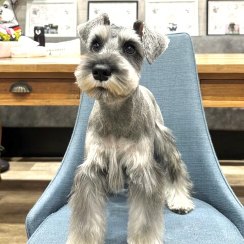 ミニチュアシュナウザー　七美・２ちゃんサムネイル
