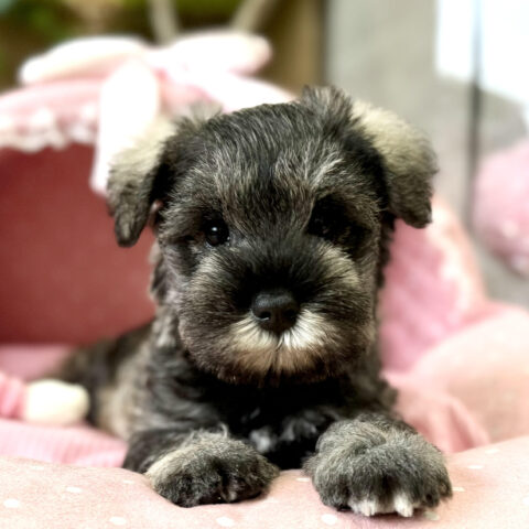 ミニチュアシュナウザー　あいあい・１ちゃんサムネイル