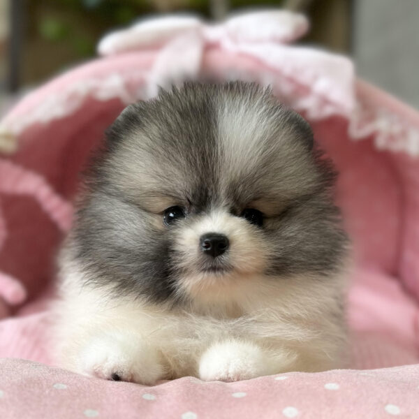 ポメラニアン ポム・2ちゃん | 【公式】子犬のブリーダー・ミニチュア