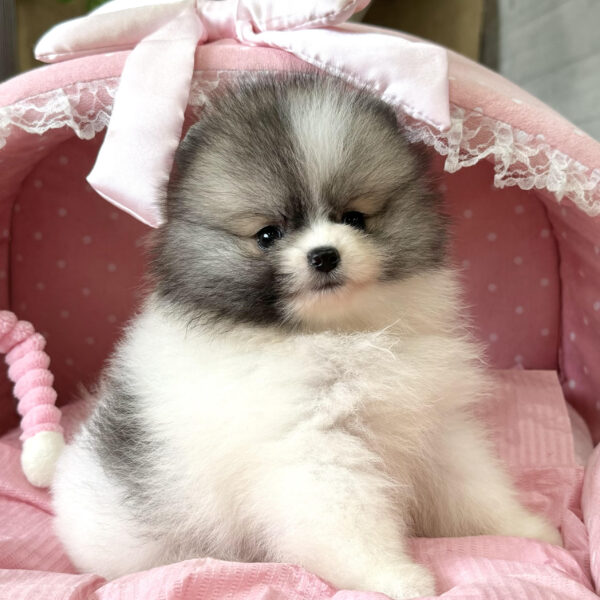 ポメラニアン ポム・2ちゃん | 【公式】子犬のブリーダー・ミニチュア