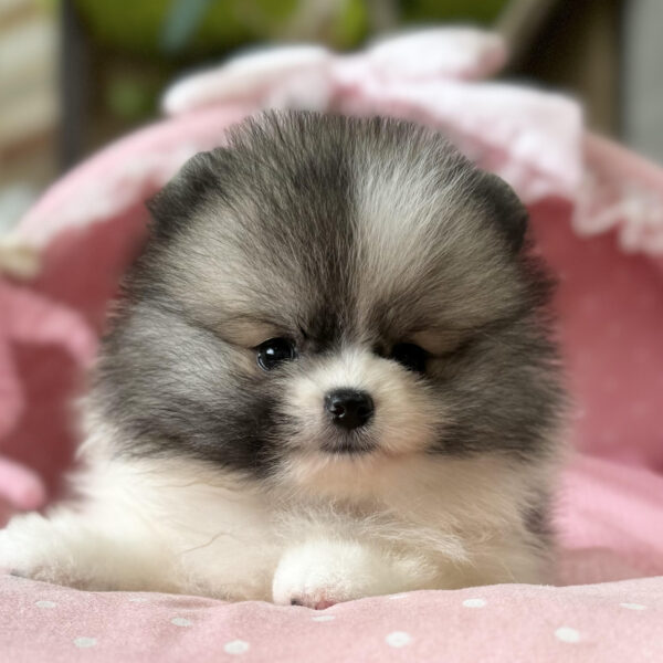 ポメラニアン ポム・2ちゃん | 【公式】子犬のブリーダー・ミニチュア