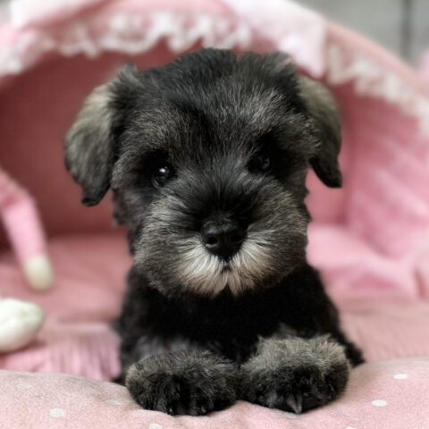 ミニチュアシュナウザー　かな・１ちゃんサムネイル